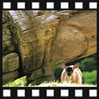 알래스카의 자연 속에서 운명 같은 죽음을 맞이한 사진사