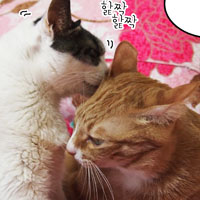 신집사의 '고양이는 해치지 않아요'_#57. 평화의 시간은 끝이다옹!