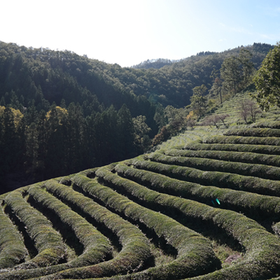 순천으로 간 남자 4. 초록 보성에 노닐다