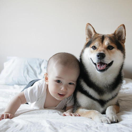 요즘 대세! 사진으로 유명해진 강아지들