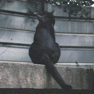 [참 좋은 날들] 5. 남산 고양이
