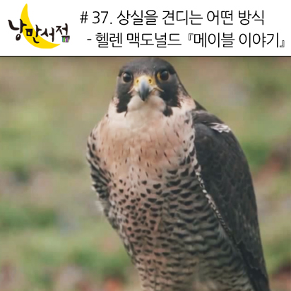 37. 상실을 견디는 어떤 방식 - 『메이블 이야기』