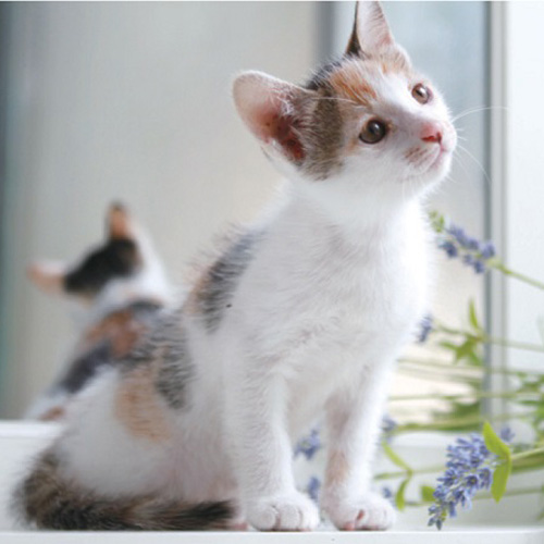 [고양이 대백과] 고양이 기초 ㅡ 고양이에게 필요한 것과 습성