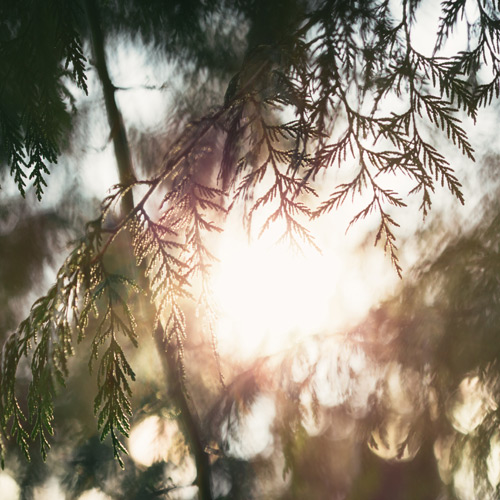 [레이첼의 죽음으로부터] 6. 그 남자가 복수를 위해 15년을 기다린 걸까요?