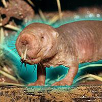 늙지 않는 동물의 놀라운 비밀&hellip;벌거숭이두더지쥐