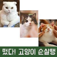 '고양이 순살탱'이 준 치유의 선물