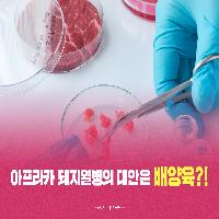 아프리카 돼지열병의 대안은 배양육?!
