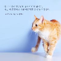 &lsquo;아는 고양이&rsquo;가 &lsquo;나의 고양이&rsquo;가 되기까지의 기록