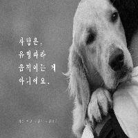 반려견을 향한 사랑은 유행이 아니에요!