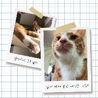 &lsquo;양말 신고 카레 먹다 들킨 치즈&rsquo; 는 무슨 뜻일까요?