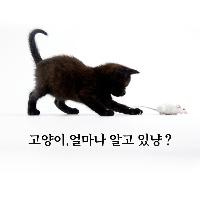 고양이, 얼마나 알고 있냥?
