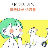 세상에서 가장 아름다운 생명체, 고양이