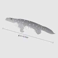 4. 인간의 손가락이 7개가 될 뻔했다?