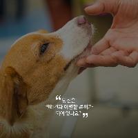 당신은 반려견과 이별할 준비가 되어 있나요?