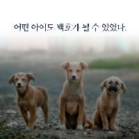 어떤 아이도 백호가 될 수 있다