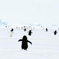 [세계 펭귄의 날] 펭귄은 원래 귀엽다