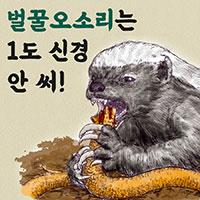 벌꿀오소리는 1도 신경 안 써!