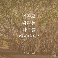 거꾸로 자라는 나무를 아시나요?