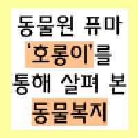 퓨마 '호롱이'를 죽인건 총이 아닌 인간의 이기심이다