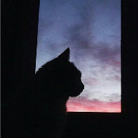 [고양이의 시간] 언젠가 다가올 이별에 맞서는 집사의