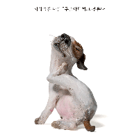 나는 개다.