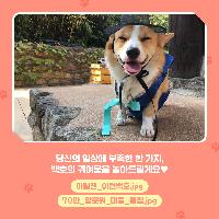 당신의 일상에 부족한 한가지 백호의 귀여움을 놓아드려요