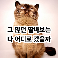 아빠의 페미니즘 - 그 많던 딸바보는 다 어디로 갔을까