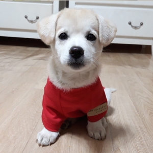 심쿵 랜선 강아지 인절미 신간 인터뷰 (미공개 사진 수록)