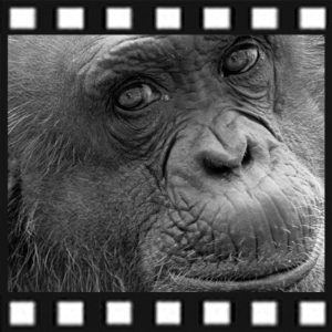 인간이 될 뻔 했던 침팬지『님 침스키』