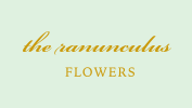 the ranunculus flowers
