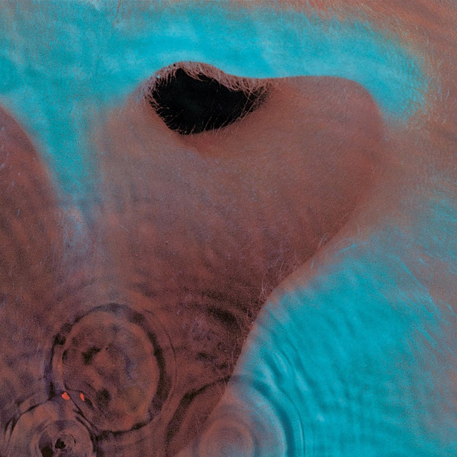 MEDDLE [NATIONAL ALBUM DAY 2026] [SAN TROPEZ ORANGE MARBLE LP]