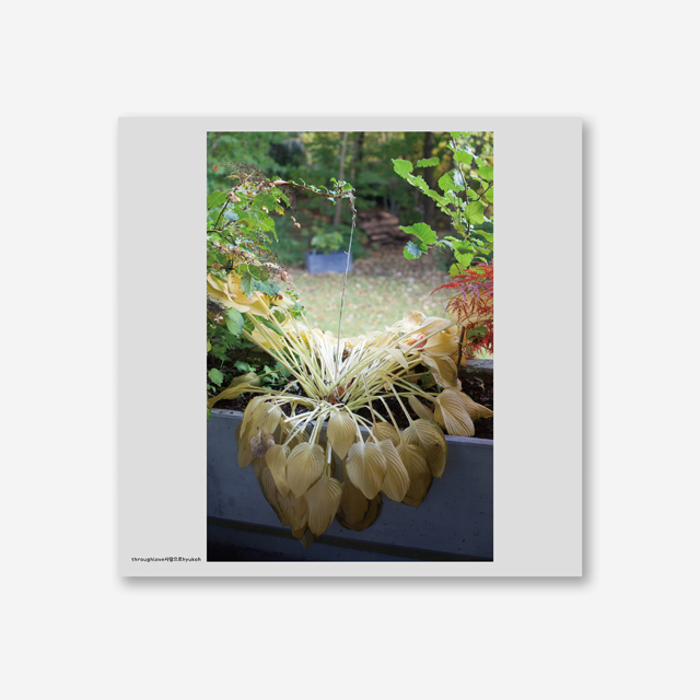 사랑으로 [OPAQUE WHITE LP]