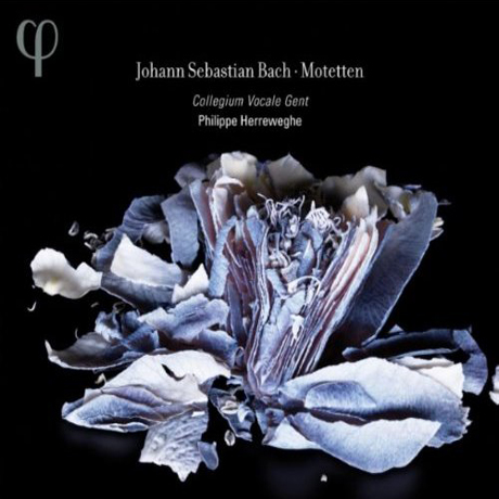 MOTETTEN/ PHILIPPE HERREWEGHE [바흐: 모테트 - 필립 헤레베헤]