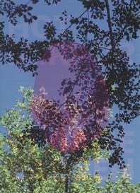 ���絵�� Viviane Sassen