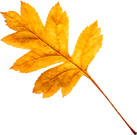 leaf
