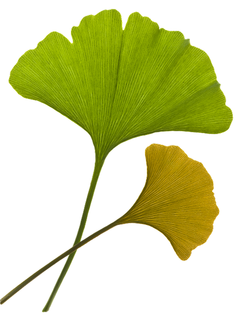 leaf