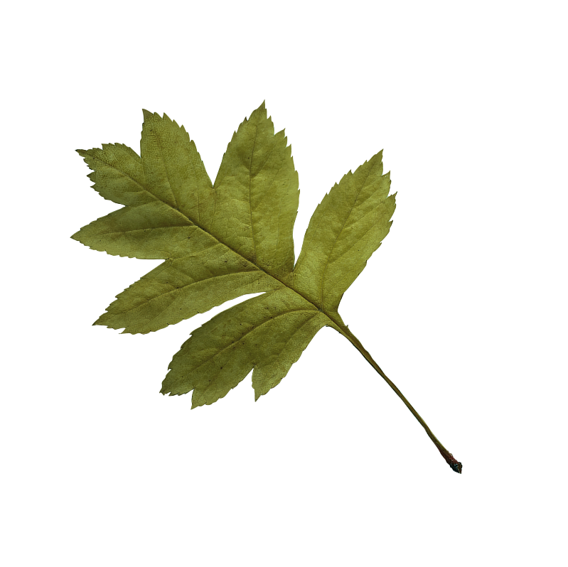 leaf