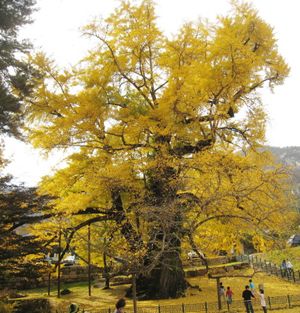 천태산은행나무를사랑하는사람들