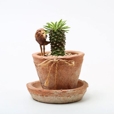 작은 태양 파인애플 (Little Sun Pineapple) 괴마옥