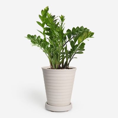 히키스플랜트 중형화분 봄 분갈이 가벼운 라운드화분