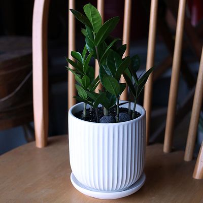 금전수 도자기 화분 실내 공기정화식물 개업 영전