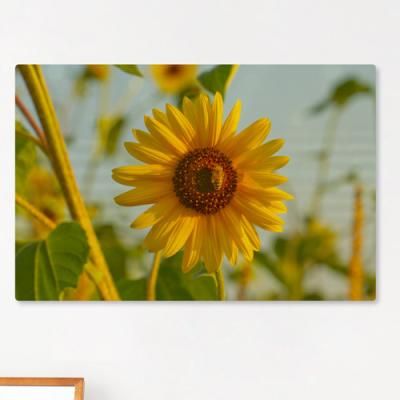 ie728-폼아크릴액자58CmX38Cm_감성필터해바라기