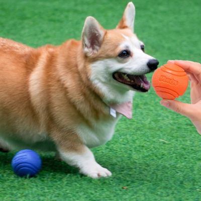 PH 고양이 애견 애완 강아지 놀이 탄성 볼 9052 M