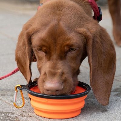 PH 접이식 강아지밥그릇 고양이식기 사료 그릇 big