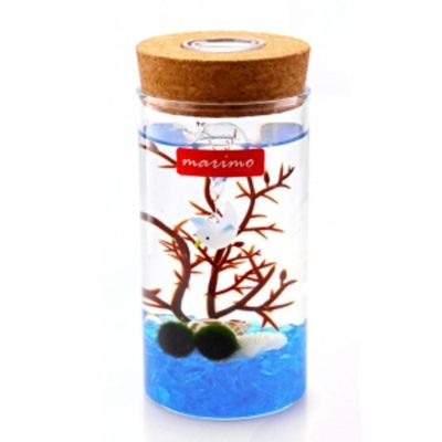 마리모 키우기 LED 유리병 수경식물키우기(WC7D079)