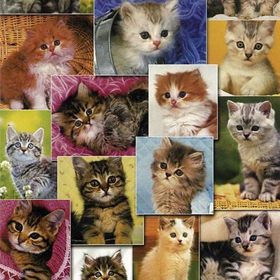 직소퍼즐 - 150피스 고양이 컬렉션(W286E6F)