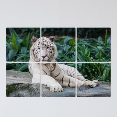 tf404-멀티액자_여유로운백호