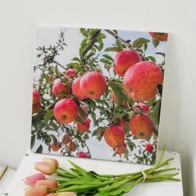 ir407-캔버스액자30x30_행운사과나무