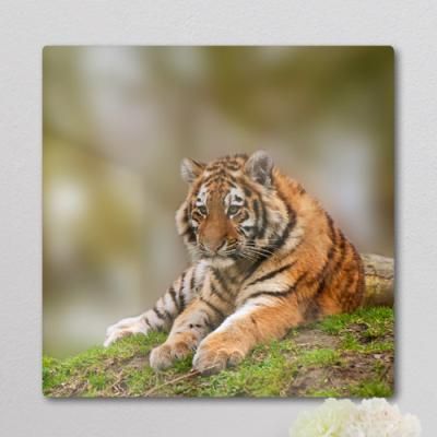 bf123-폼아크릴액자38CmX38Cm_포동포동아기호랑이