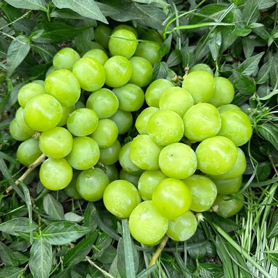가정용 샤인머스켓 2kg 3-6수